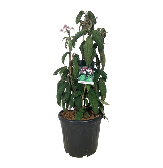 Hortenzija aspera 'Macrophylla' F00006830