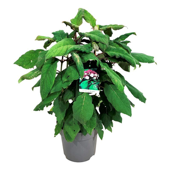 Hortenzija aspera 'Macrophylla' F00006827