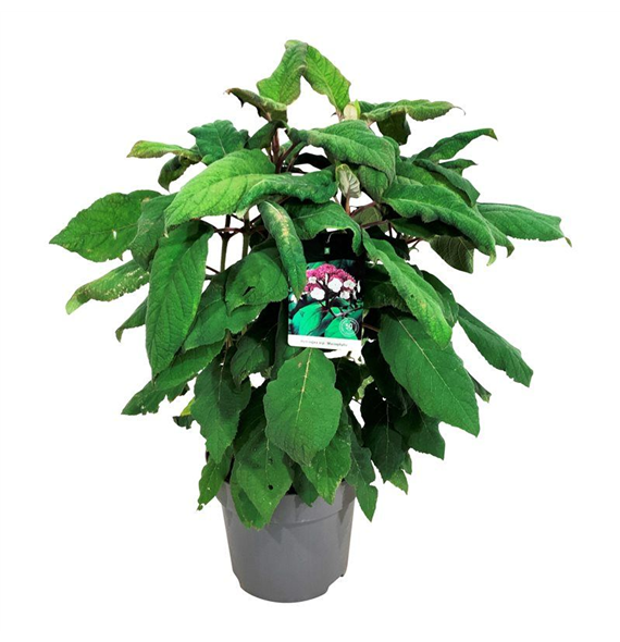 Hortenzija aspera 'Macrophylla' F00006827
