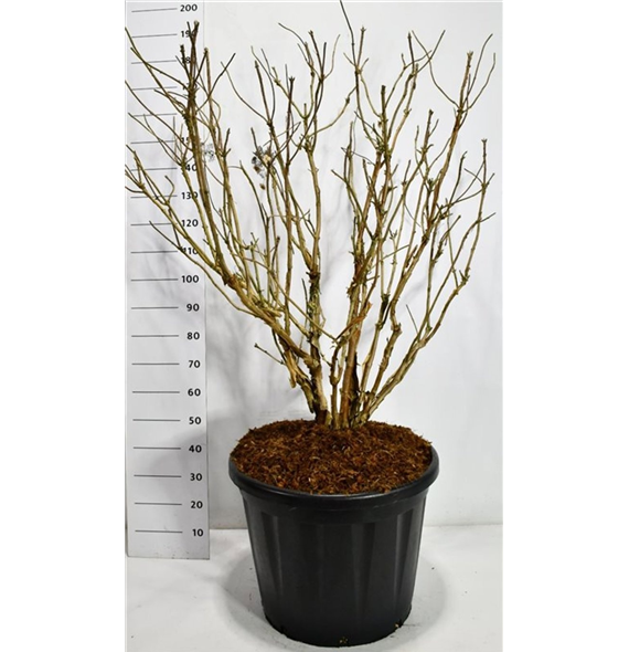 Hortenzija aspera 'Macrophylla' F00006631
