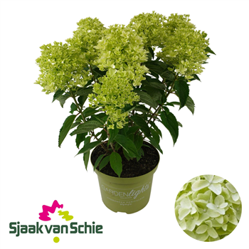 Hortenzija paniculata F00004916