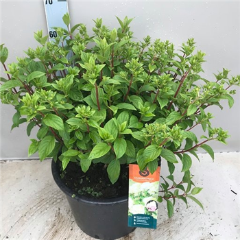 Hortenzija paniculata 'Diamantino' F00008273