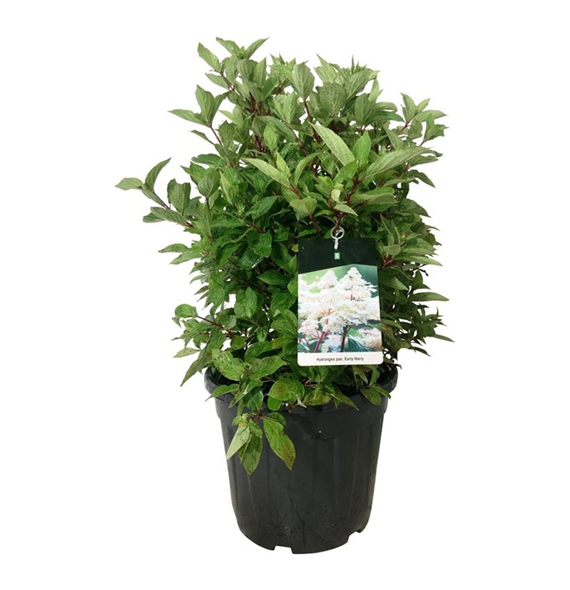 Hortenzija paniculata 'Early Harry' F00007964