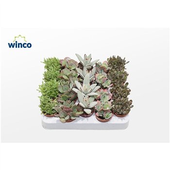 Kalanhoja mix Mix3 pp 12cm 5.5cm Q3698