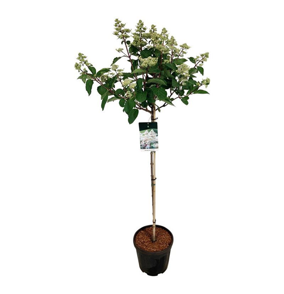 Hortenzija paniculata 'Early Harry' F00004965