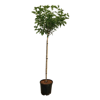 Hortenzija paniculata 'Limelight' F00007959
