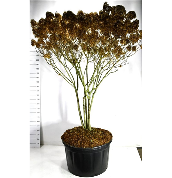 Hortenzija paniculata 'Limelight' F00006572