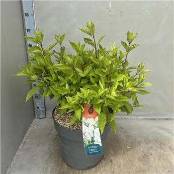Hortenzija paniculata 'Phantom' F00008197