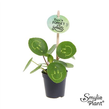 Pilea peperomioides Smylie Plant® ? - Happy 5 cm diameter 1 pp 10cm 5.5cm Q4498
