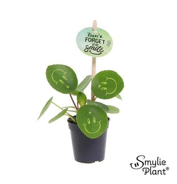 Pilea peperomioides Smylie Plant® ? - Happy 5 cm diameter 1 pp 10cm 5.5cm Q4498