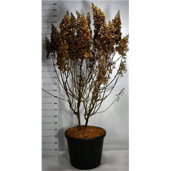 Hortenzija paniculata 'Pinky Winky' F00006537