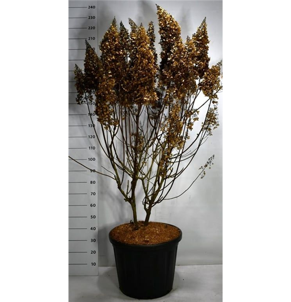 Hortenzija paniculata 'Pinky Winky' F00006537