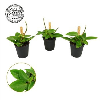 Peperomia pixie Pixie 5 5cm 10cm 5.5cm Q4515