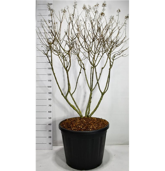 Hortenzija paniculata 'Polar Bear' F00006618