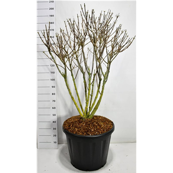 Hortenzija paniculata 'Silver Dollar' F00006619