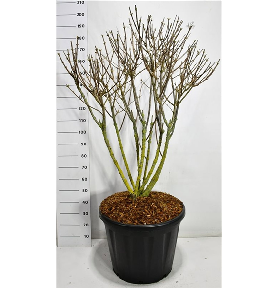Hortenzija paniculata 'Silver Dollar' F00006619
