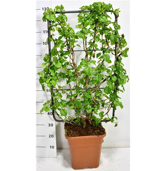 Hortenzija petiolaris F00006684