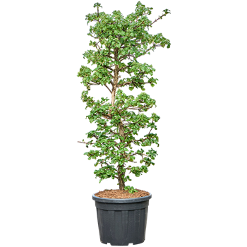 Hortenzija petiolaris 5HYPEPY60