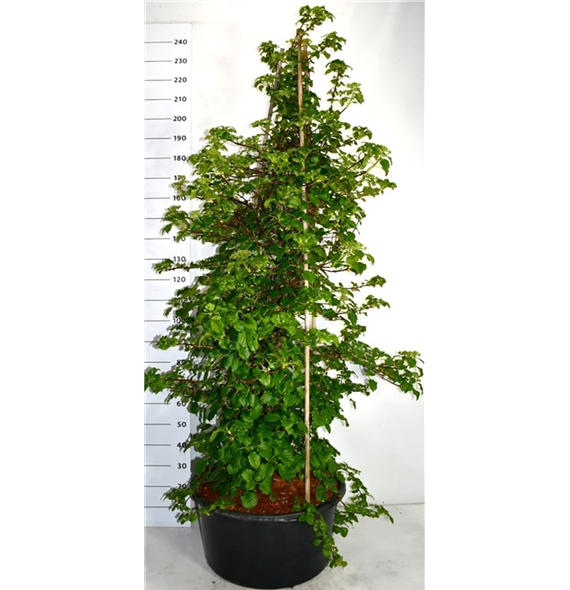 Hortenzija petiolaris F00006271