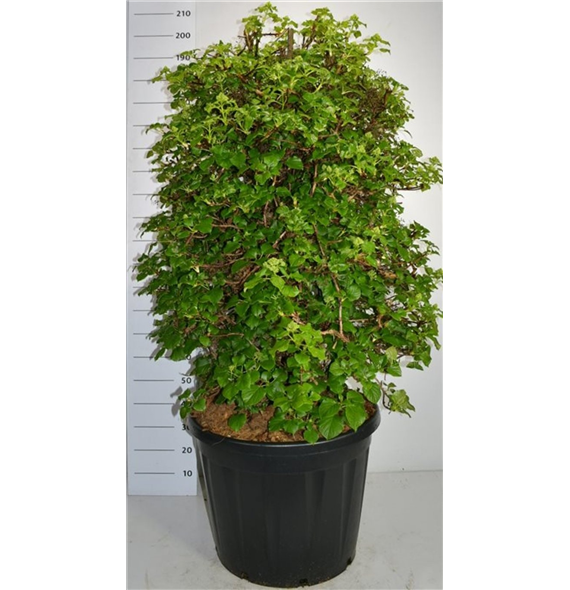 Hortenzija petiolaris F00006283