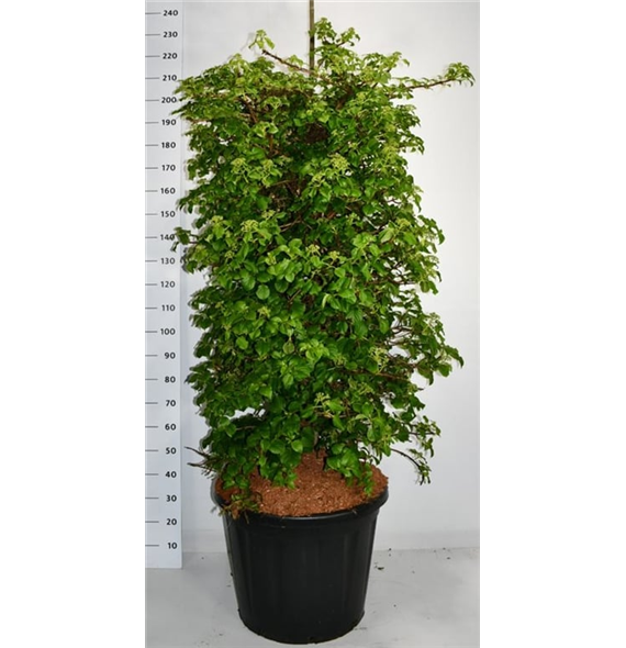 Hortenzija petiolaris F00006074
