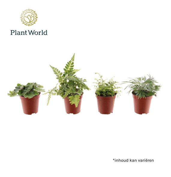 Varens mix Tiny varen 10cm 5.5cm Q5146