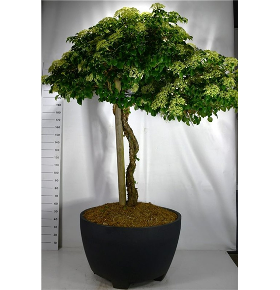 Hortenzija petiolaris F00006326