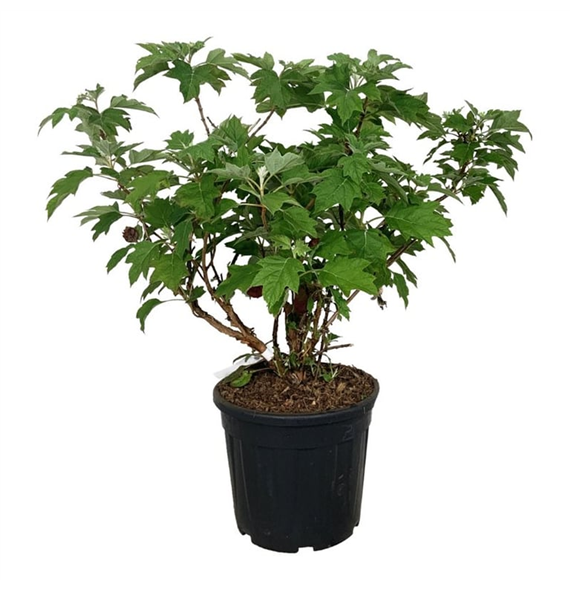 Hortenzija quercifolia 'Alice' F00006829