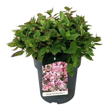 Hortenzija serrata 'Magic Pillow' F00007810