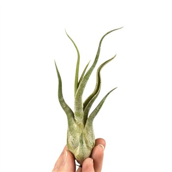 Tillandsia tillandsia caput medusa1 fl 8cm 8cm Q5186