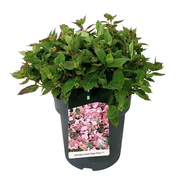 Hortenzija serrata 'Magic Pillow' F00007810
