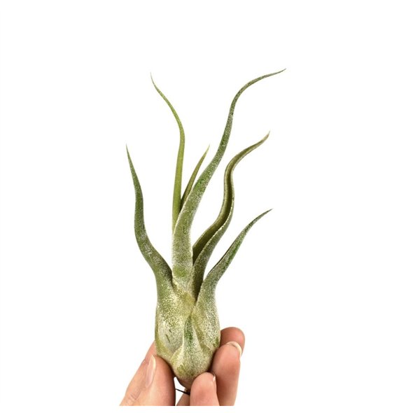 Tillandsia tillandsia caput medusa1 fl 8cm 8cm Q5186