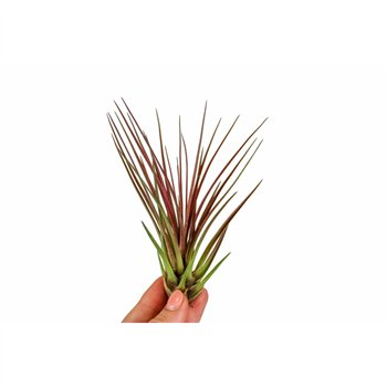 Tillandsia tillandsia Melanocrater rood1 fl 15cm 10cm Q5195