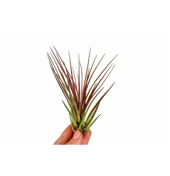 Tillandsia tillandsia Melanocrater rood1 fl 15cm 10cm Q5195