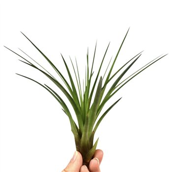 Tillandsia melanocrater 101594 tillandsia melanocrater1 fl 15cm 10cm Q5198