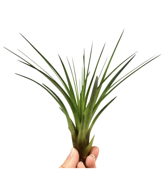Tillandsia melanocrater 101594 tillandsia melanocrater1 fl 15cm 10cm Q5198
