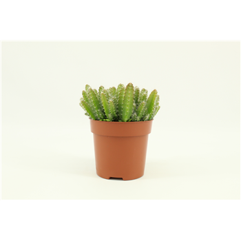 Hylocereus Undatus F00000460