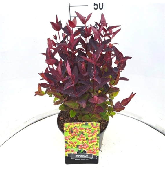 Hypericum 'Miracle Night' F00008330