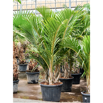 Hyophorbe verschaffeltii (250-300) 4HYVERS04