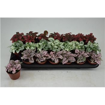 Hypoestes Mix F00000768