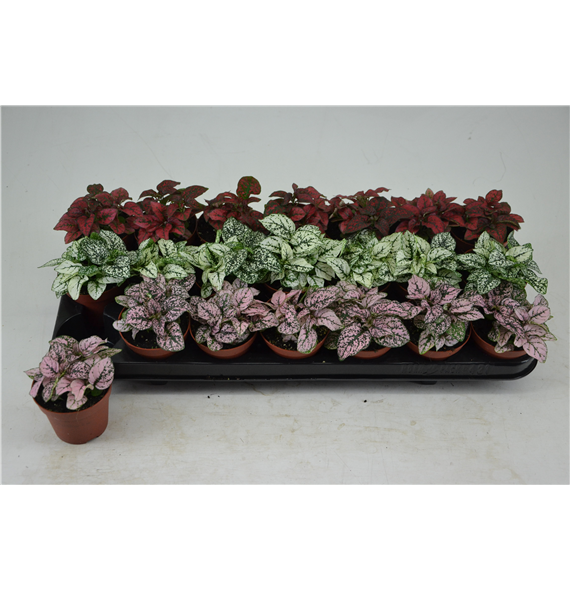 Hypoestes Mix F00000768