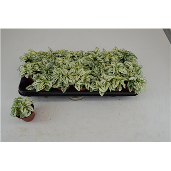 Hypoestes White F00000775