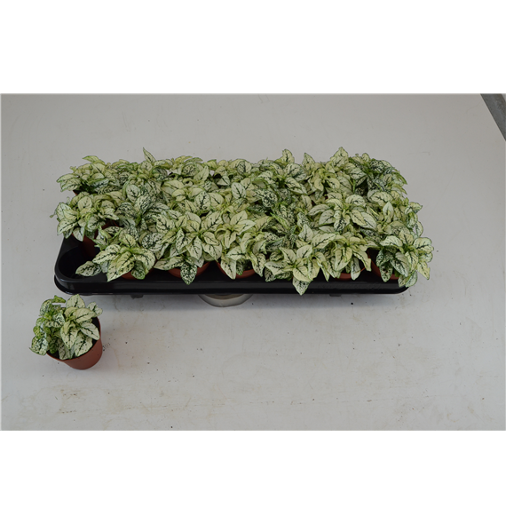 Hypoestes White F00000775