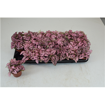 Hypoestes Rose F00000776