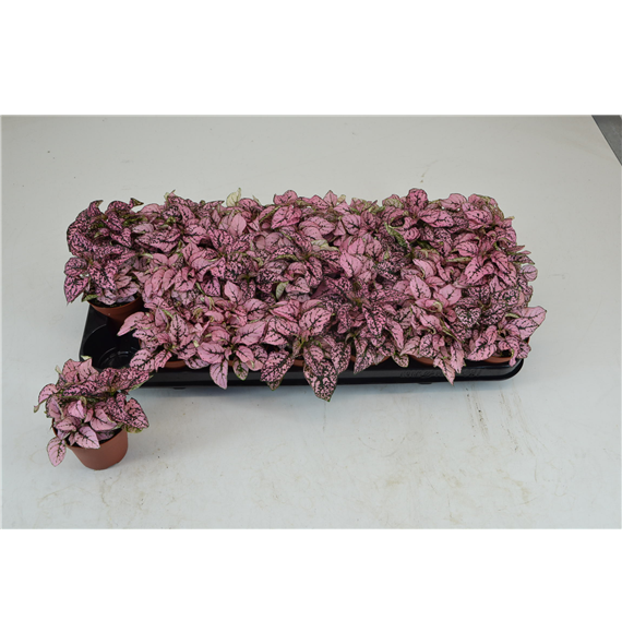 Hypoestes Rose F00000776