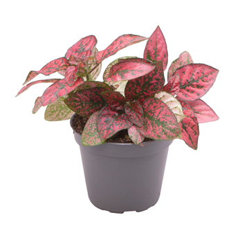 Hypoestes phyllostachya Red F00001945