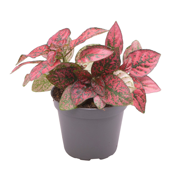 Hypoestes phyllostachya Red F00001945