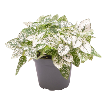 Hypoestes phyllostachya White F00001946