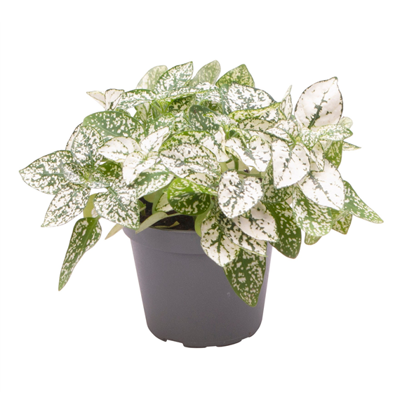 Hypoestes phyllostachya White F00001946