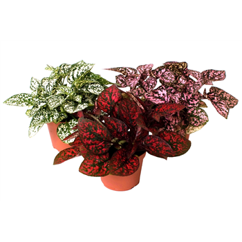 Hypoestes phyllostachya mix F00001950